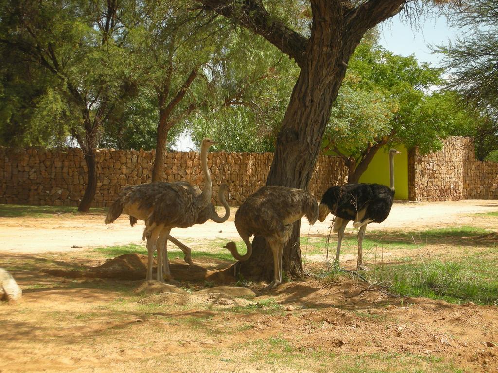 Auas Safari Lodge Windhoek Exterior foto